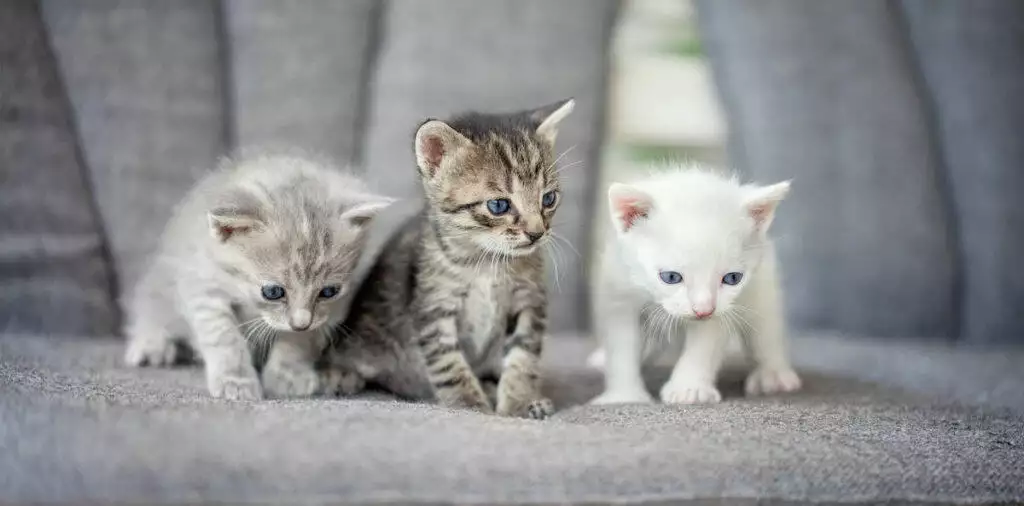 Raising and Caring for Kittens