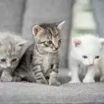 Raising and Caring For Kittens