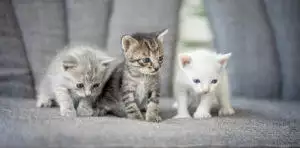 Raising and Caring For Kittens