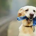 Recommended Dog Products