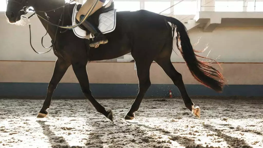 Recommended Horse Products