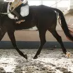 Recommended Horse Products