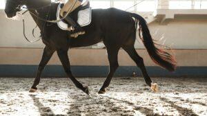 Recommended Horse Products