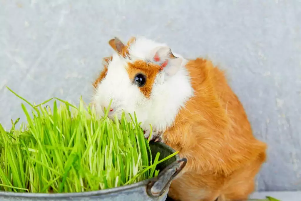 Redhead Guinea Pig Near Vase With Fresh Grass (1)