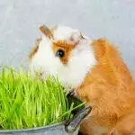 How Long Do Guinea Pigs Live?