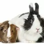 Reproductive Problems In Rabbits And Guinea Pigs