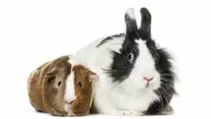 Reproductive Problems In Rabbits And Guinea Pigs
