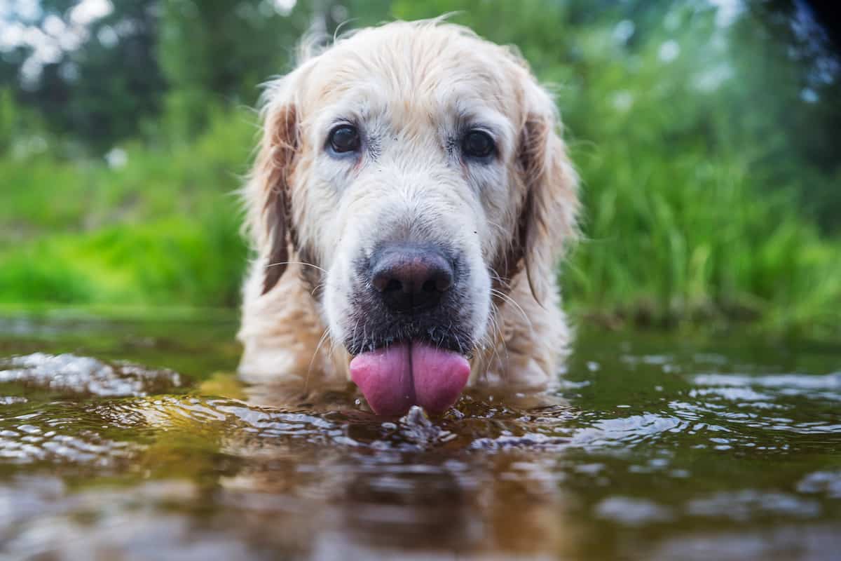 Why Is My Dog Drinking Lots of Water? Petz