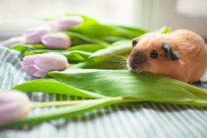 8 Foods Guinea Pigs Shouldn't Eat