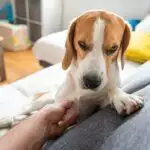 Skin Problems in Dogs and Cats