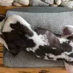 Best Large Dog Beds for 2026: Sized for Big & Giant Breeds