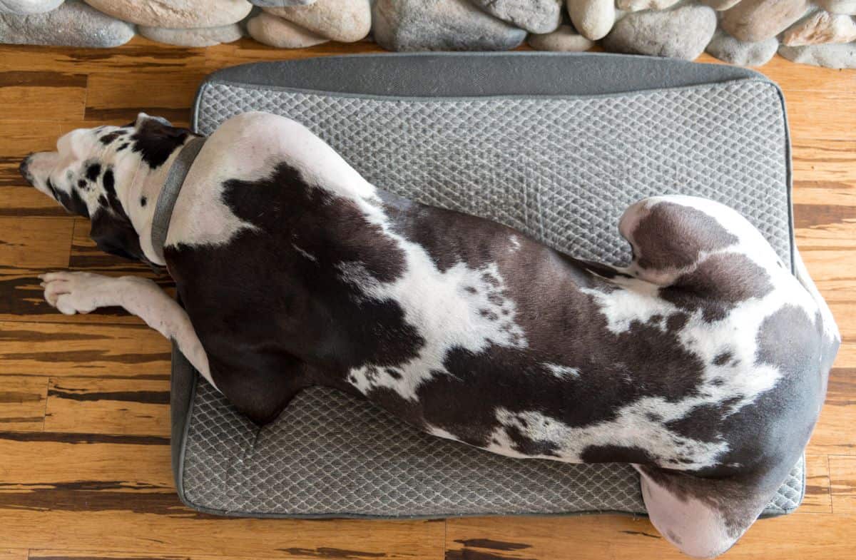 Best Large Dog Beds Reviewed for 2022 Petz