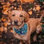 Small Business Spotlight: Wet Nosed Pup