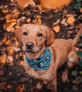 Small Business Spotlight: Wet Nosed Pup