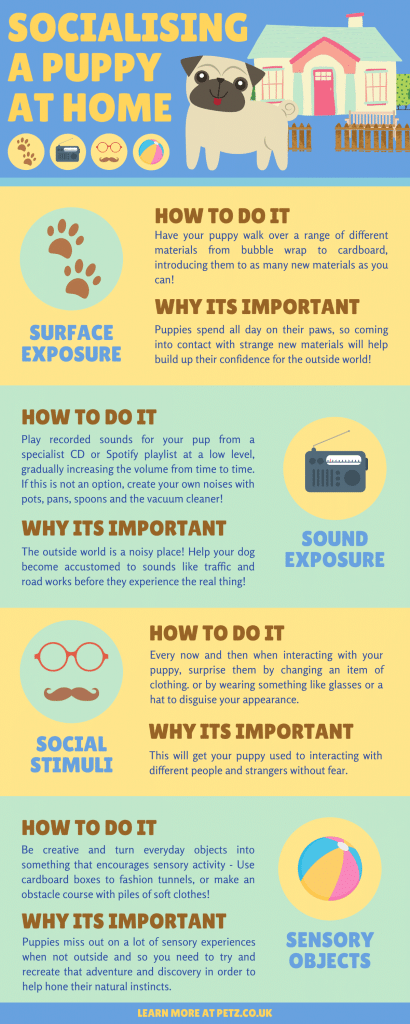 how to socialise a puppy in lockdown