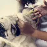 Caring For Dogs With Sugar Diabetes (Diabetes Mellitus)