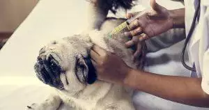 Caring For Dogs With Sugar Diabetes (Diabetes Mellitus)