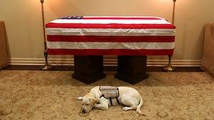 George H. W. Bush's service dog sully by his coffin