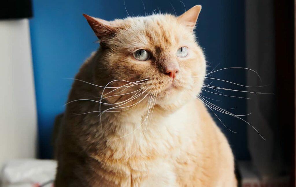 Tackling Feline Obesity