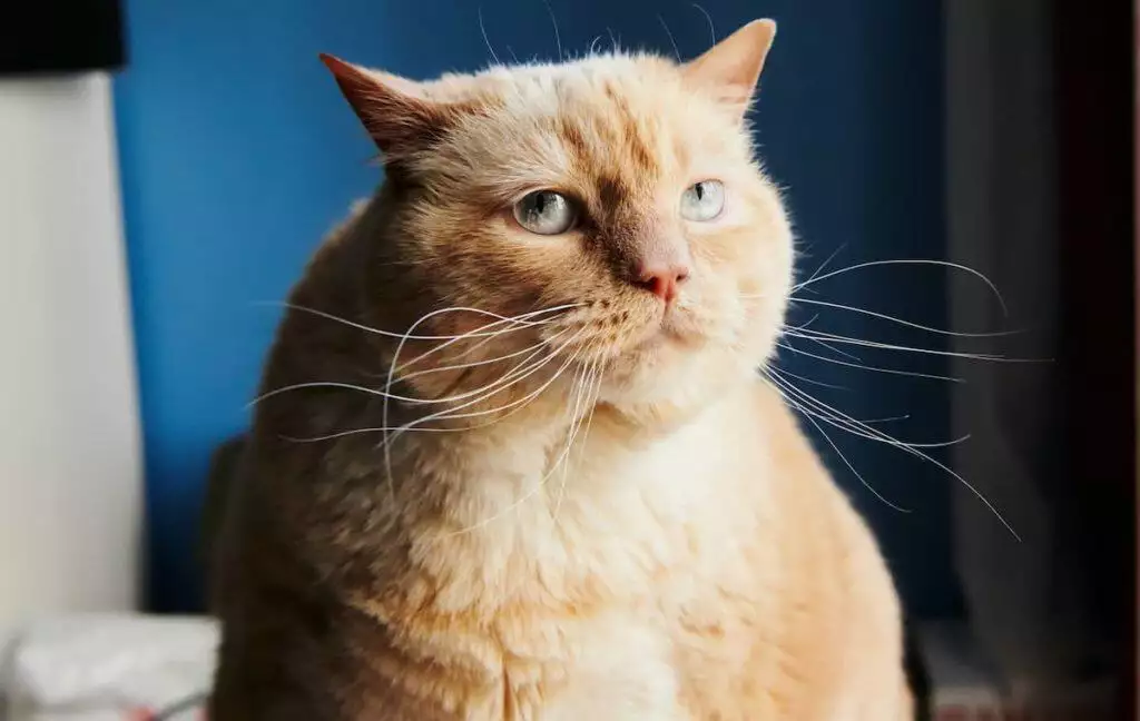 Tackling Feline Obesity