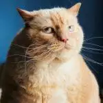 Tackling Feline Obesity