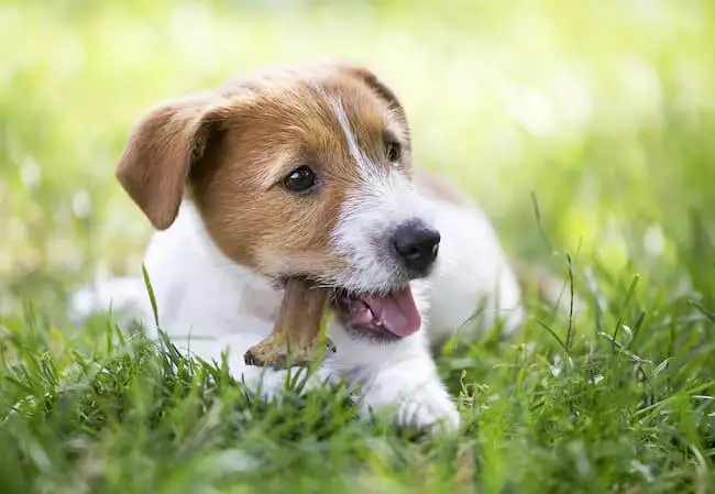 puppy teething toy tips