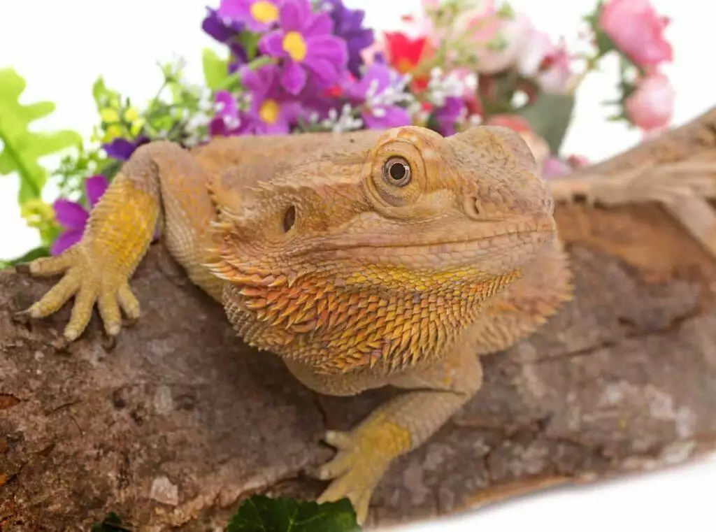 bearded dragon