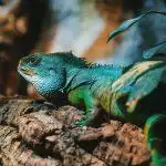 Best Vivariums UK 2026: Glass, Wooden & PVC Enclosures Reviewed