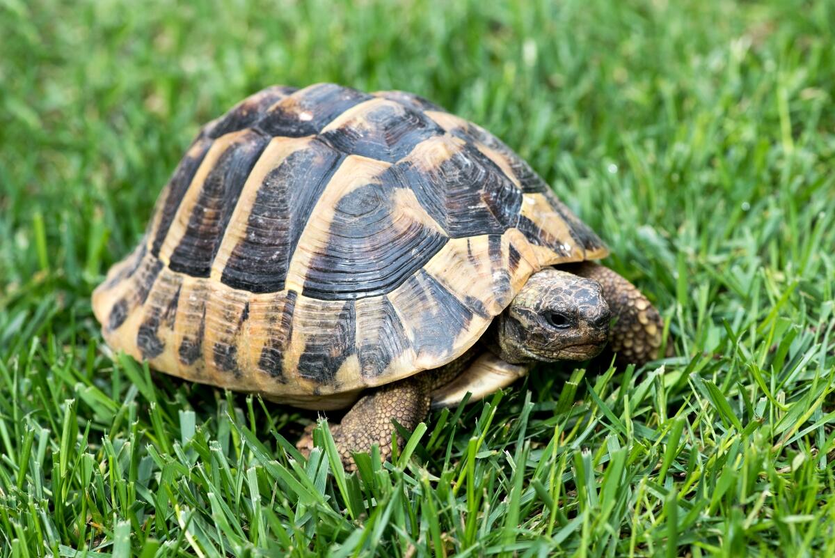 Best Tortoise Bedding Reviewed for 2022 Petz