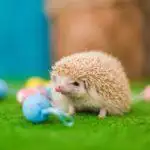 Small Business Spotlight: The Hoghouse