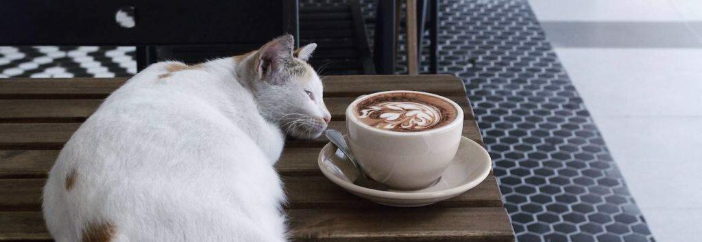 things your cat cannot eat in household