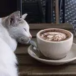 Common Household Items Dangerous To Cats