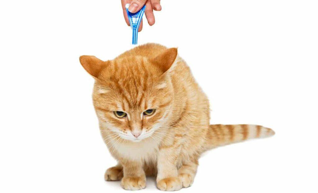 How to get rid of Fleas