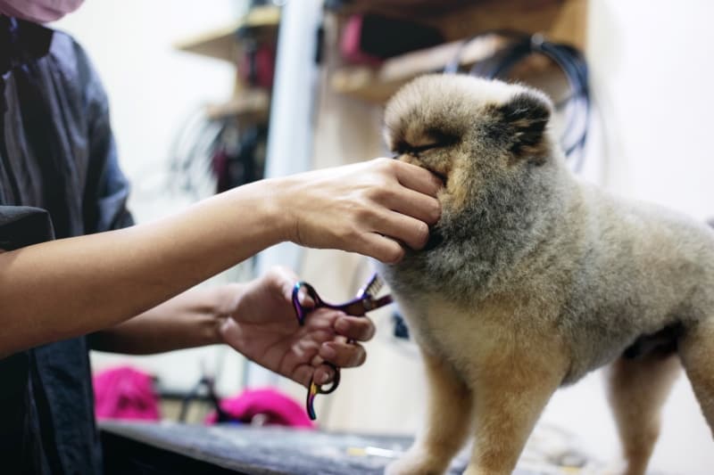 How To Groom Your Dog At Home Petz