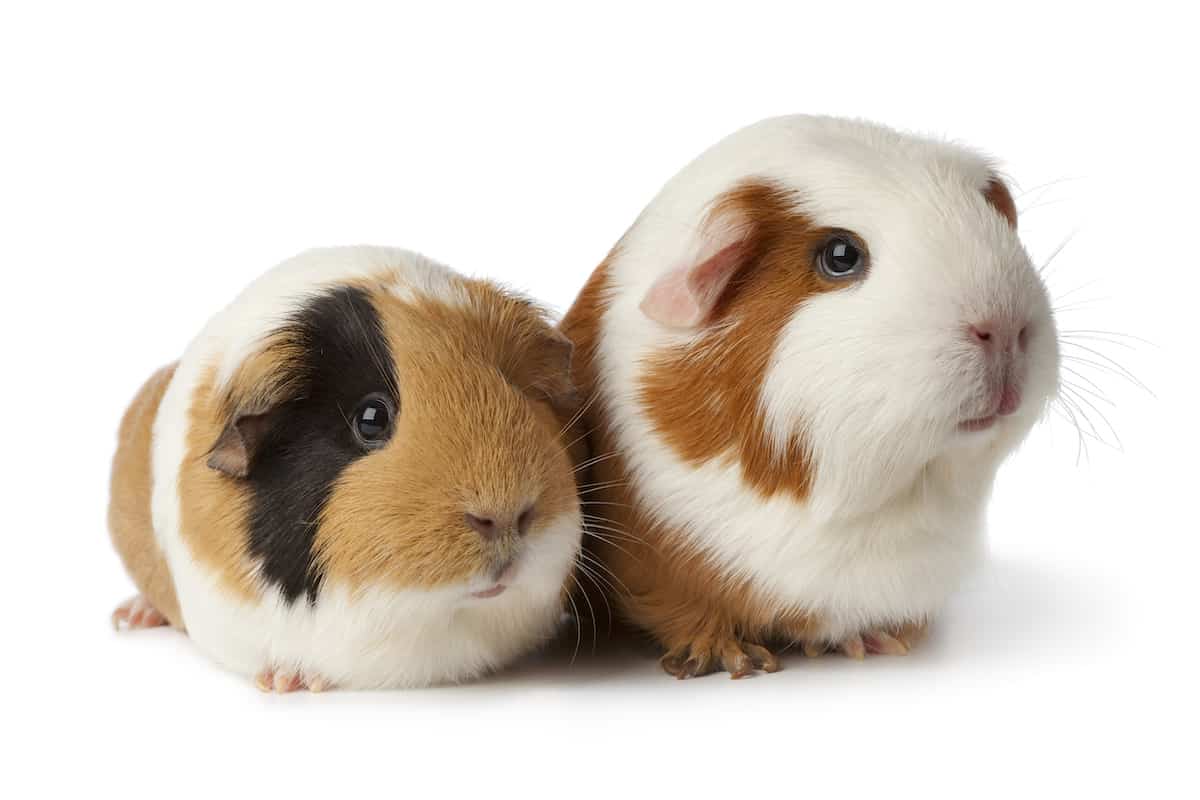 How Long Do Guinea Pigs Live? Petz