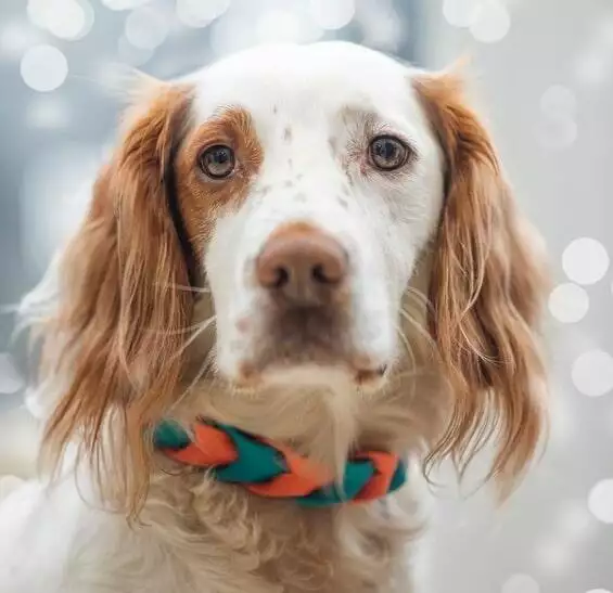 biothane collars london pup