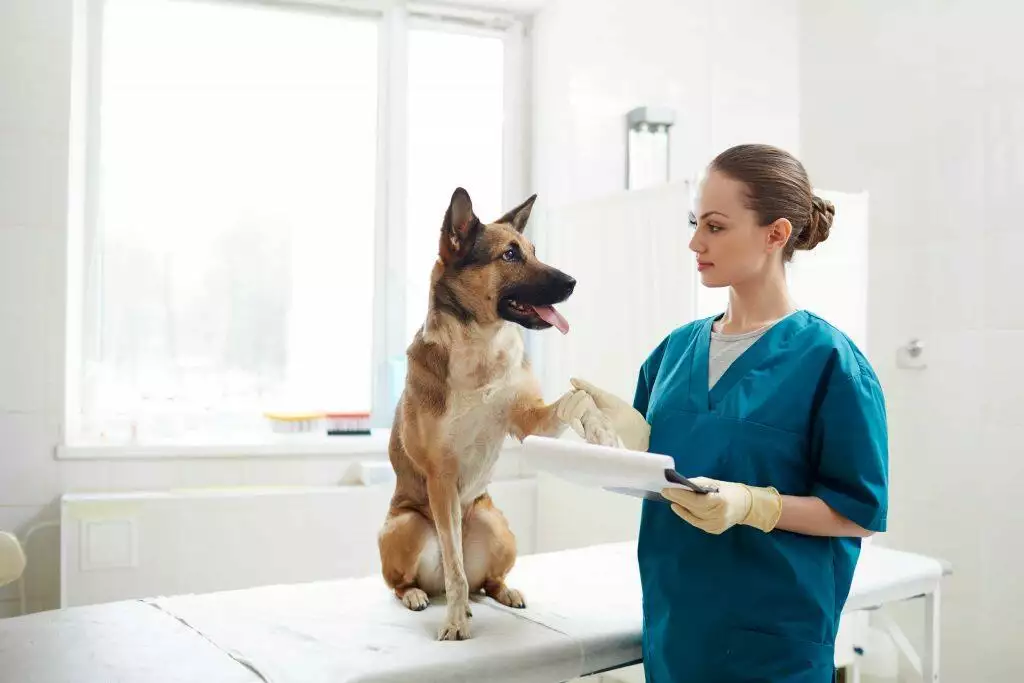 dog waits with vet