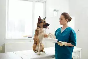 dog waits with vet