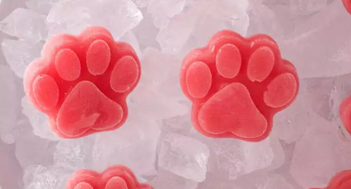 watermelon dog homemade treats