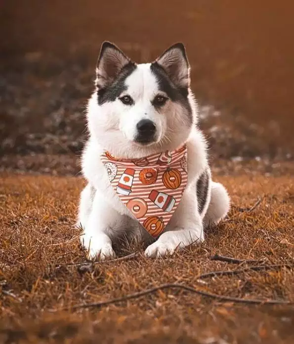 personalised dog accessories