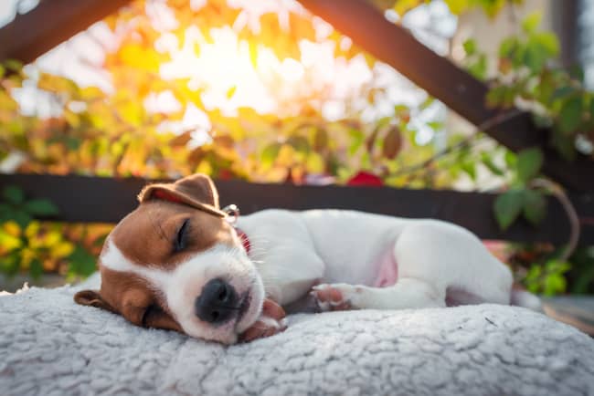 what is my dog dreaming of?