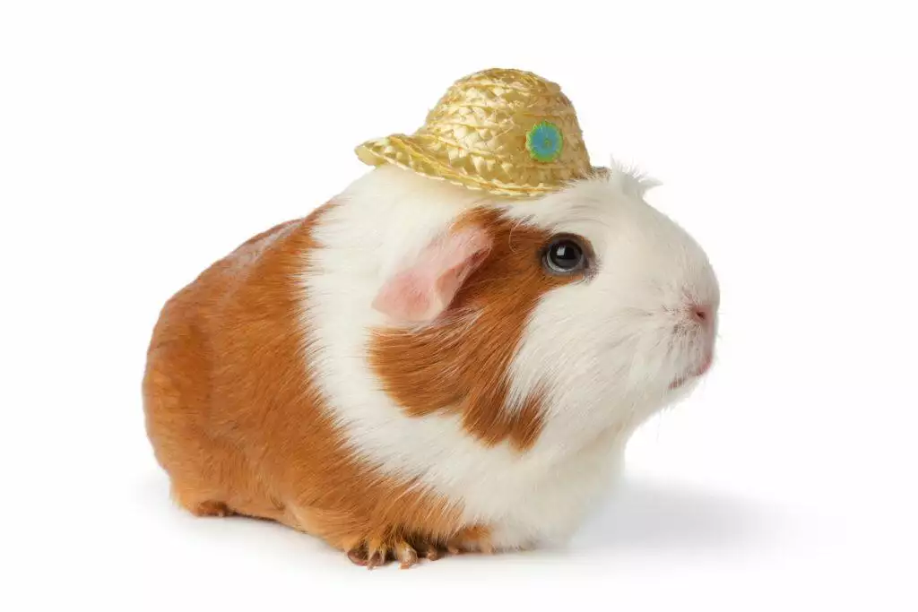 guinea pig noises guide