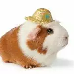 Guinea Pig Noises & What They Mean