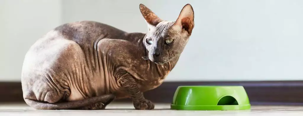 which foods to avoid giving to your cat toxic