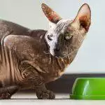 What Cats Can’t Eat: The Foods Toxic To Felines