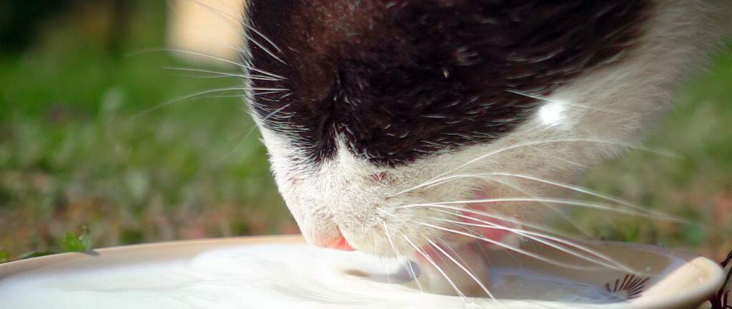 why cats cannot drink ordinary cows milk