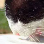 Can Cats Drink Milk?