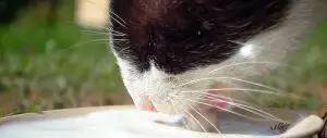 Can Cats Drink Milk?