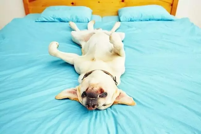 why is my dog twitching?