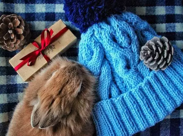 do pets need christmas presents